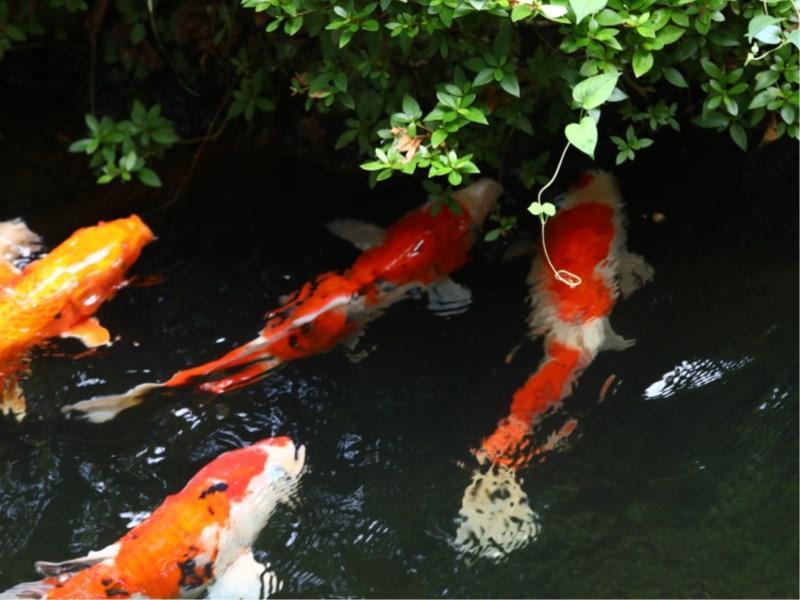 Besshoonsen Nanjyo Ryokan Ueda Bagian luar foto